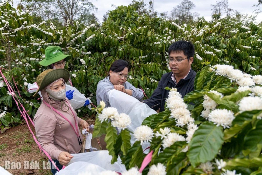 tri thuc trong va che bien ca phe dak lak la di san van hoa quoc gia hinh 1