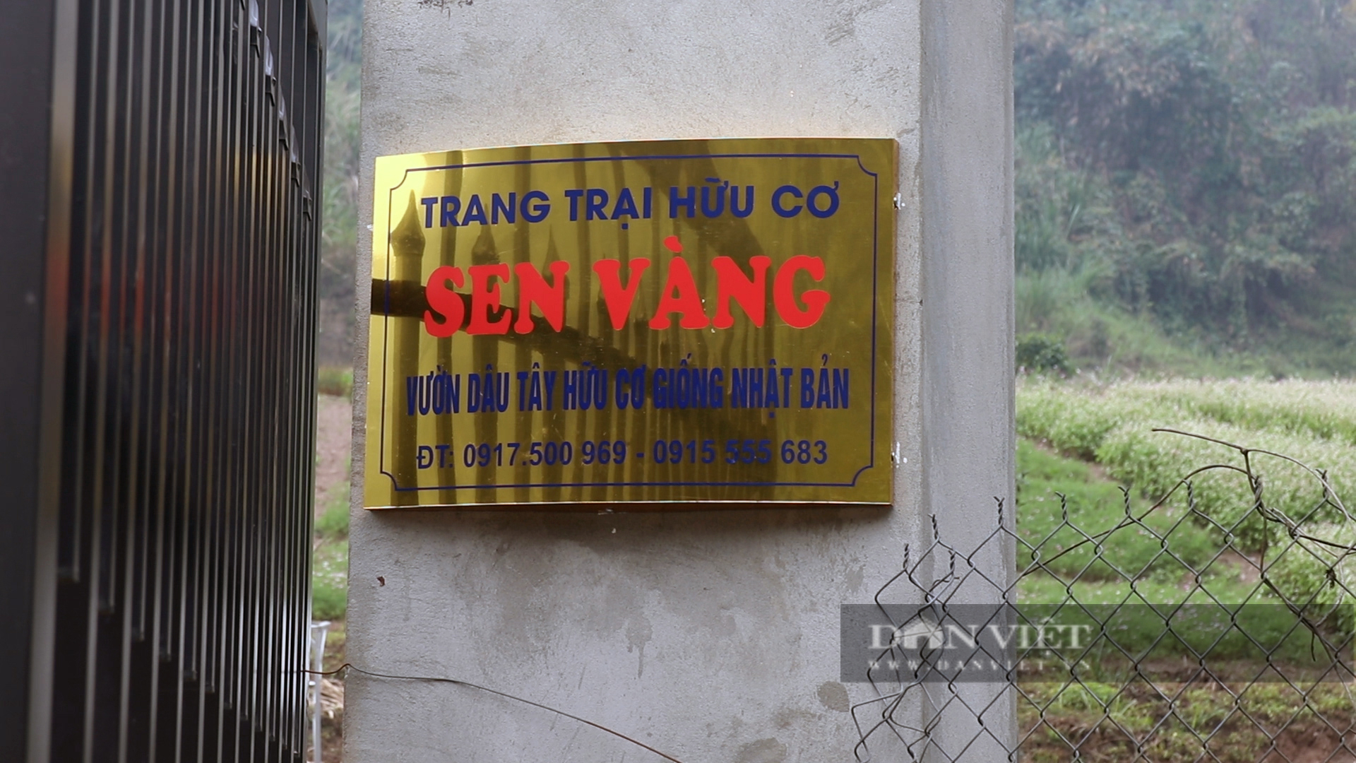 Triển vọng mô hình trồng dâu tây hữu cơ gắn với du lịch trải nghiệm tại thành phố Hòa Bình - Ảnh 1.