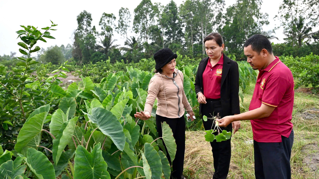 Trồng khoai môn hồng ven sông Vàm Cỏ Đông để ăn, không ngờ trở thành “đặc sản” ngon nhất vùng - Ảnh 1.