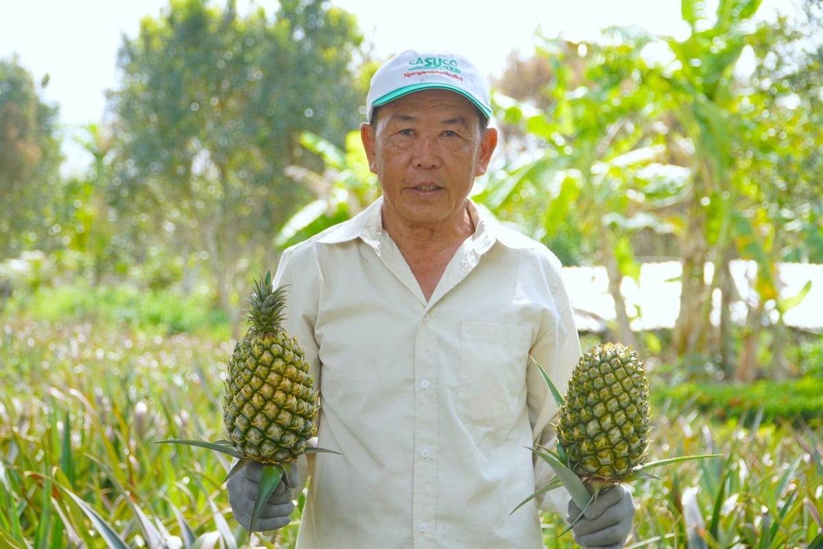 Ông Lê Thanh Sơn ở ấp Thạnh Xuân, xã Hỏa Tiến, TP Vị Thanh đang tiên phong phát triển trồng khóm hữu cơ, bước đầu cho thấy hiệu quả cao. Ảnh: Kim Anh. Ông Lê Thanh Sơn ở ấp Thạnh Xuân, xã Hỏa Tiến, TP Vị Thanh đang tiên phong phát triển trồng khóm hữu cơ, bước đầu cho thấy hiệu quả cao. Ảnh: Kim Anh.