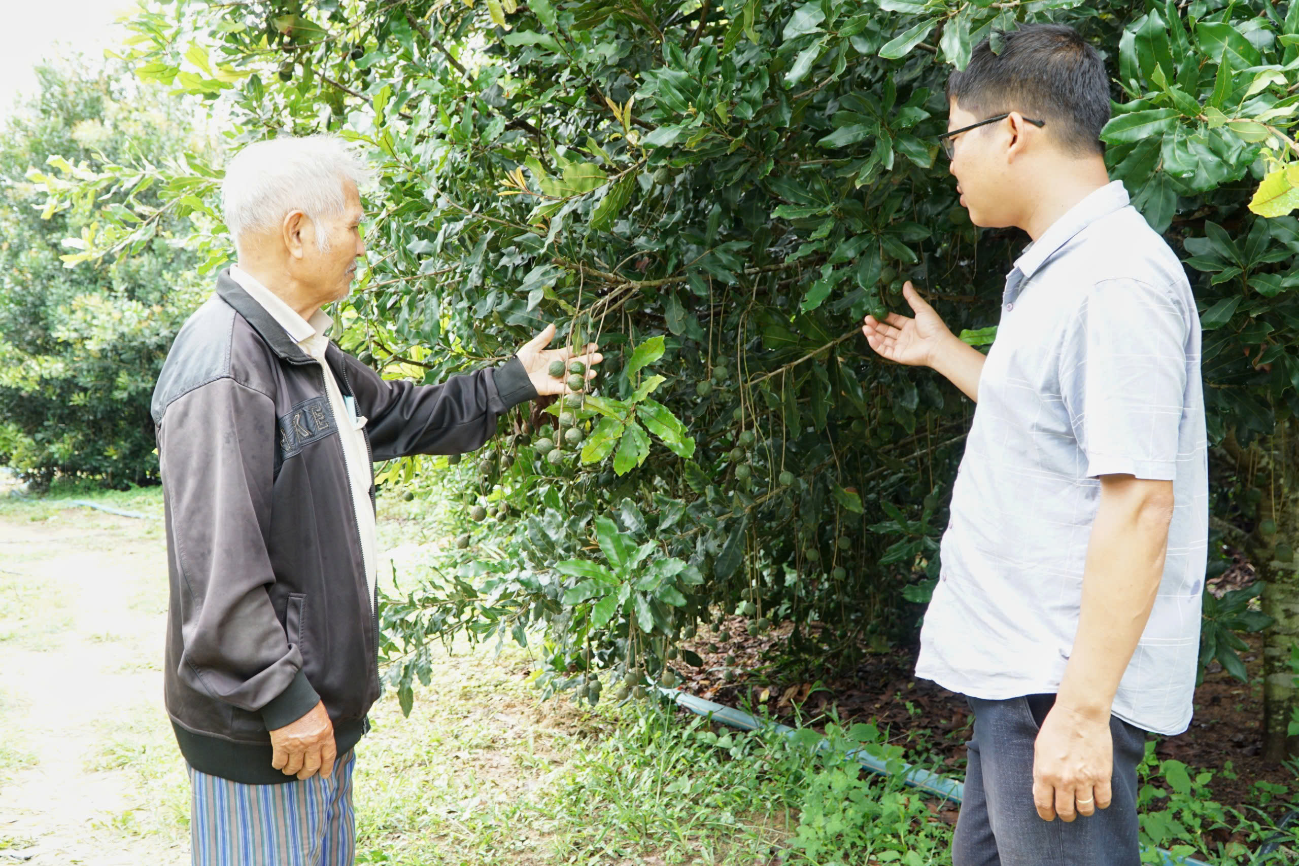 Trồng loại cây cho quả thành chùm, lão nông mua luôn máy chế biến thành sản phẩm thu tiền tỷ mỗi năm - Ảnh 1.