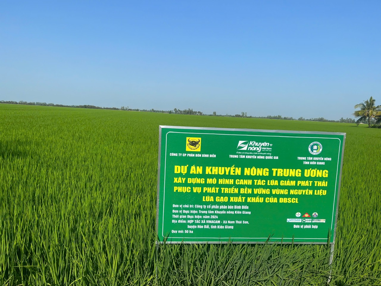 Trồng lúa Nhật theo quy trình giảm phát thải, đẻ bông nặng trĩu, nông dân một xã ở Kiên Giang thu