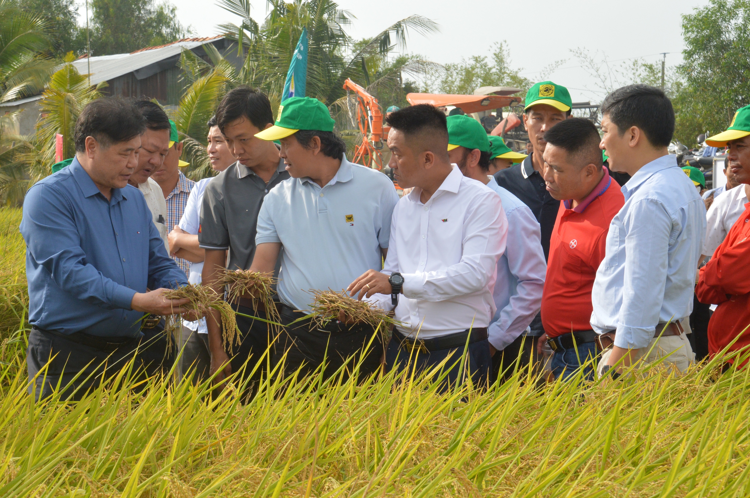 Bàn giải pháp thúc đẩy canh tác lúa phát thải thấp gắn với tăng trưởng xanh tại vùng ĐBSCL - Ảnh 1.