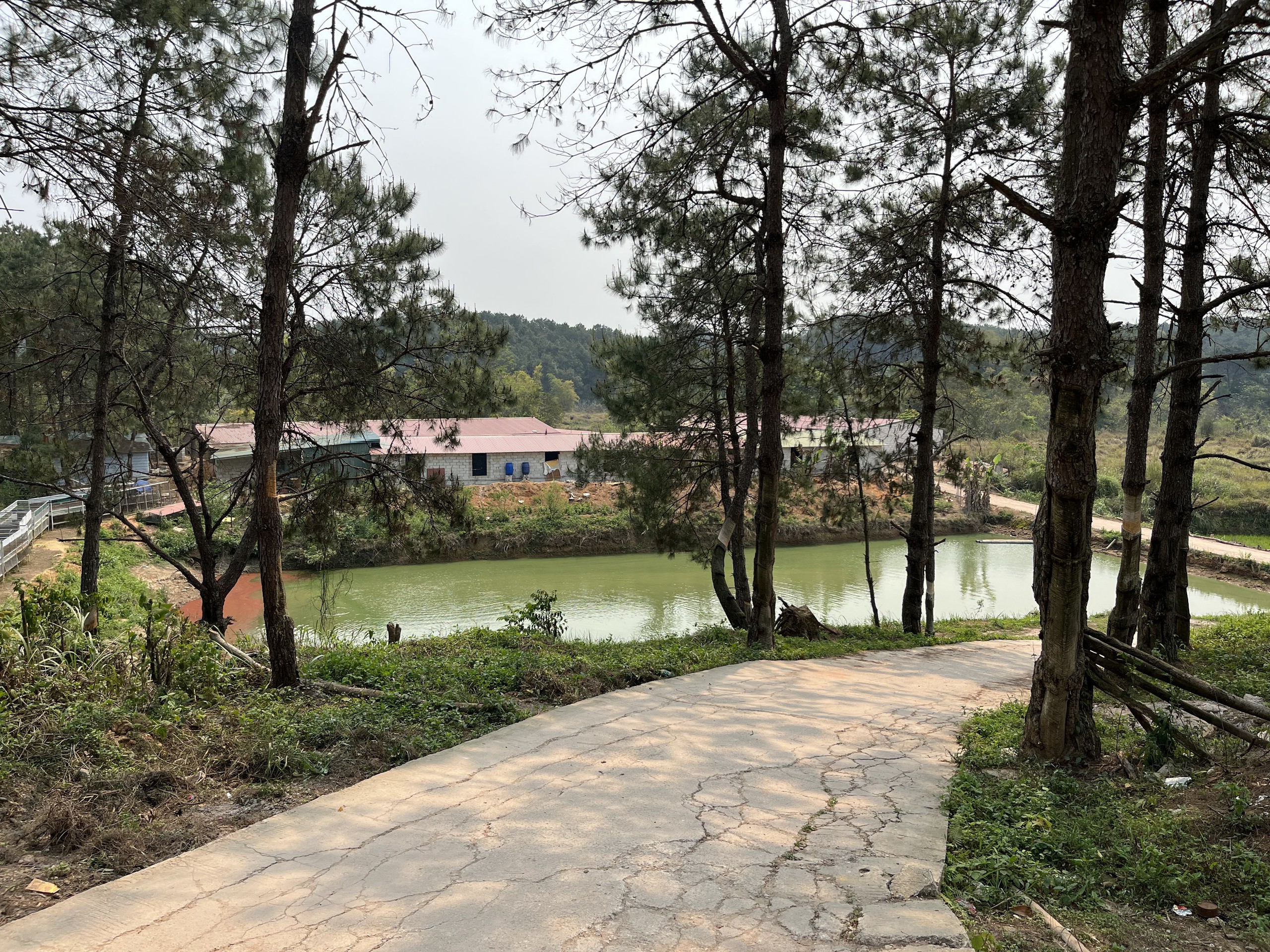 Thu tiền tỷ từ gà đặc sản 6 ngón Mẫu Sơn - Ảnh 1.