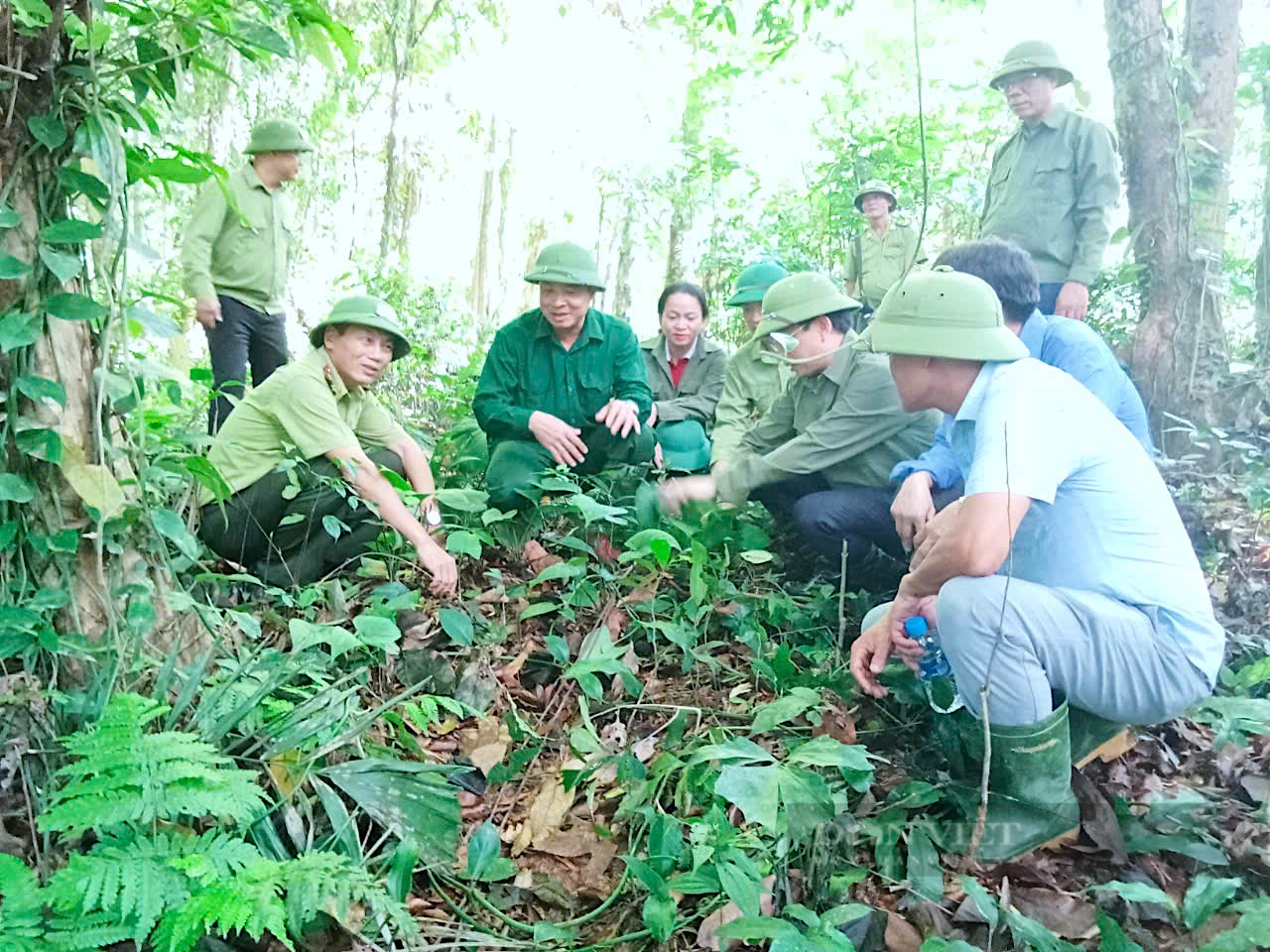 Trồng thiên niên kiện dưới tán rừng,  lợi đủ đường, người dân có thu nhập lại bảo vệ được rừng - Ảnh 1.