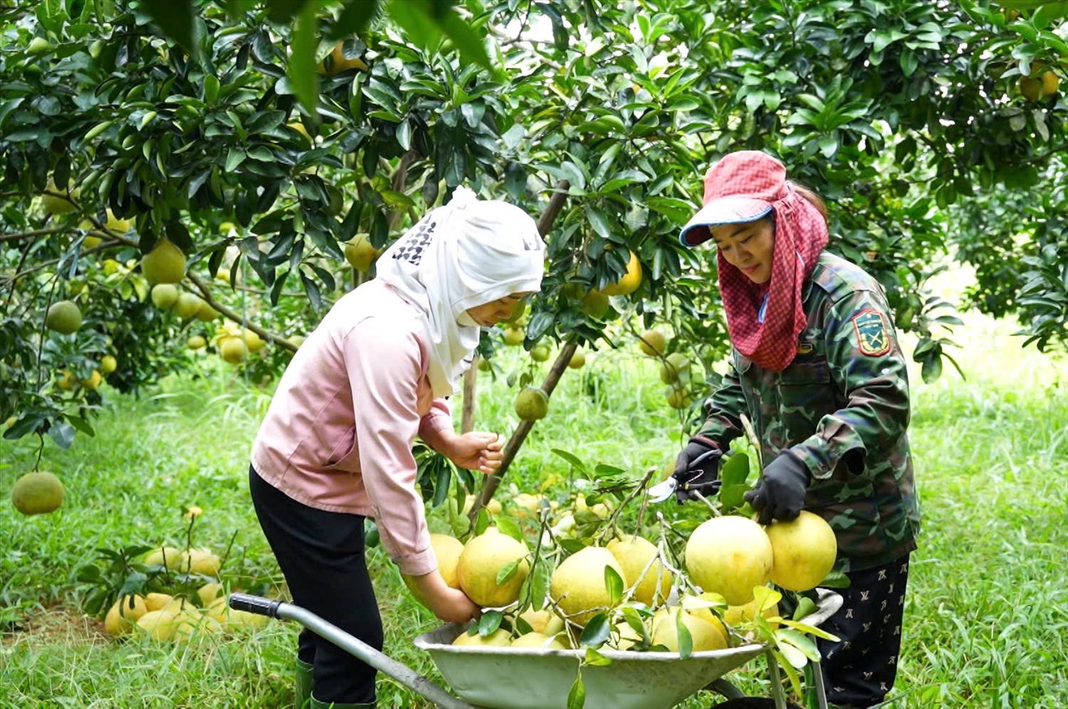 Nhiều hội viên Phụ nữ trên địa bàn huyện Yên Sơn xây dựng được mô hình kinh tế hiệu quả, nâng cao thu nhập cho gia đình