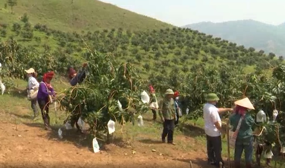 Nông dân huyện Sông Mã thi đua sản xuất, kinh doanh giỏi.