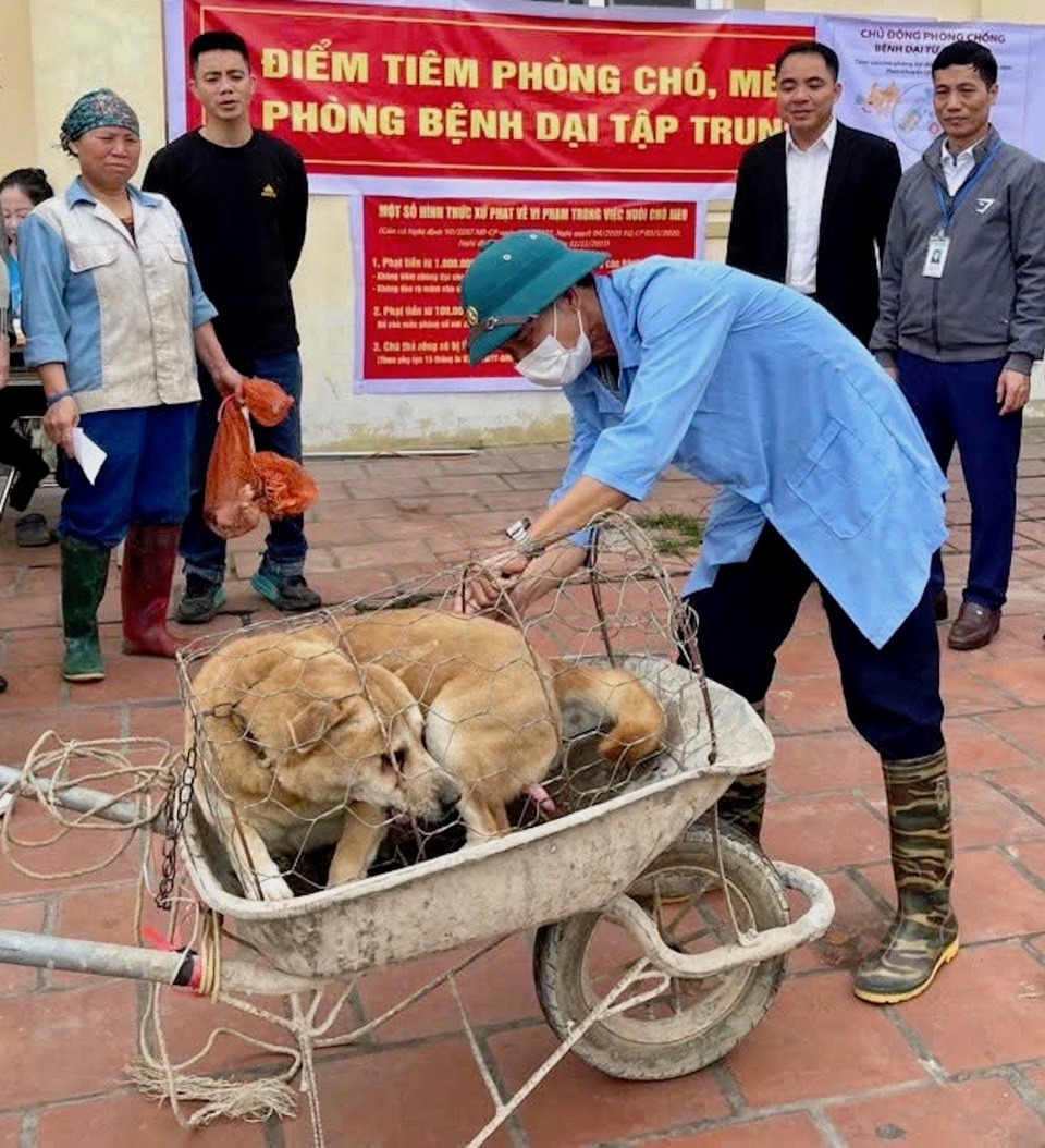 Tiêm vaccine phòng dại cho đàn chó, mèo tại huyện Sóc Sơn.